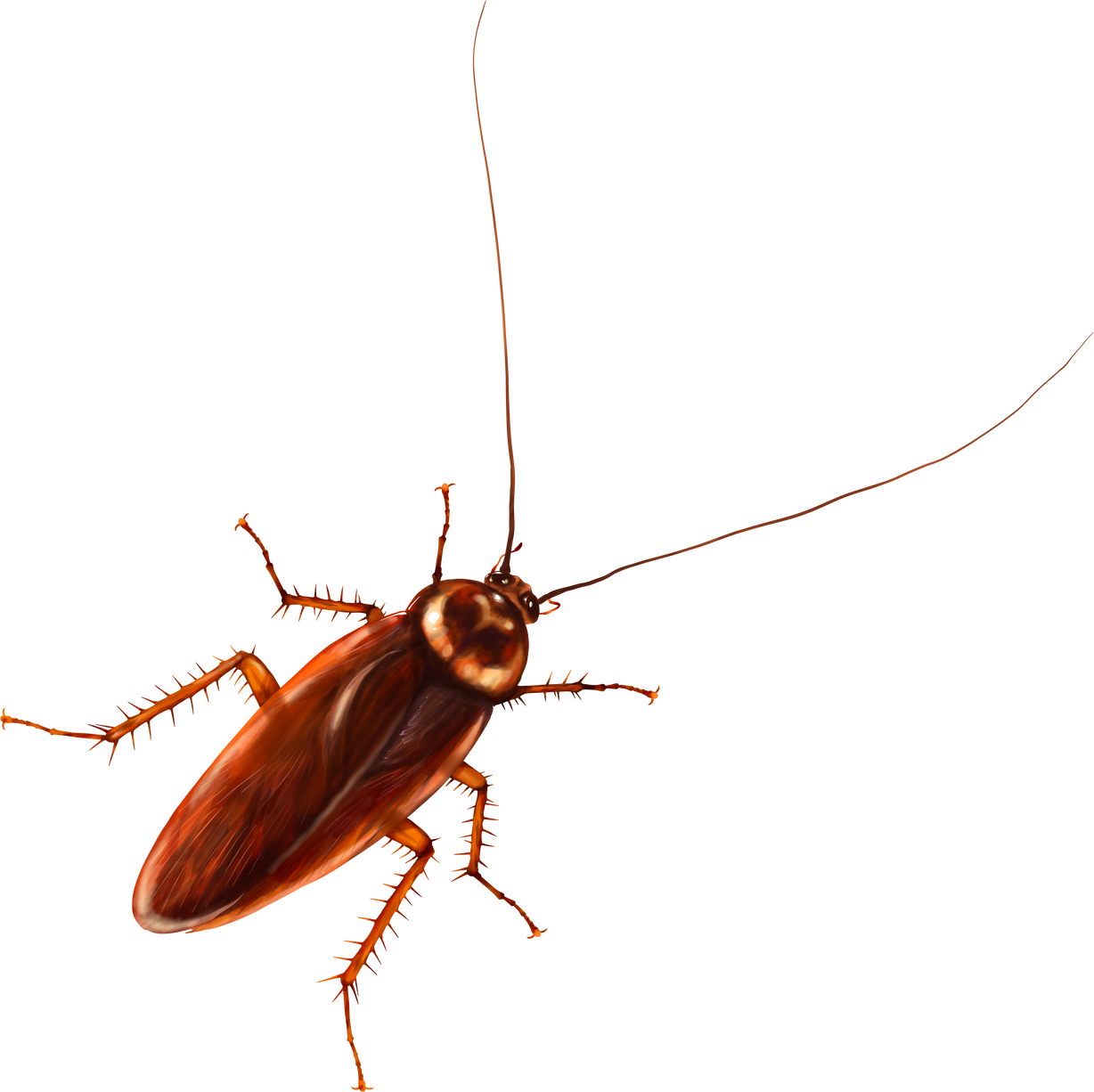 Watercolor Painting of Cockroach 